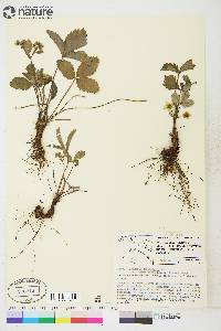 Fragaria virginiana subsp. glauca image