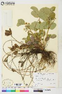 Fragaria virginiana subsp. glauca image