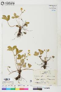 Fragaria virginiana subsp. glauca image