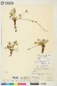 Potentilla pacifica image