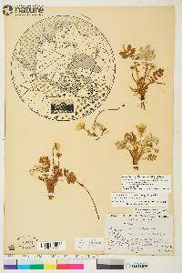 Potentilla pacifica image