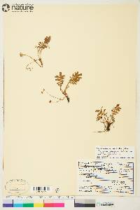 Potentilla pacifica image