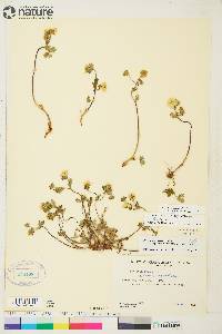 Potentilla arenosa subsp. arenosa image