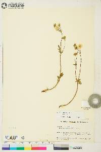 Potentilla arenosa image