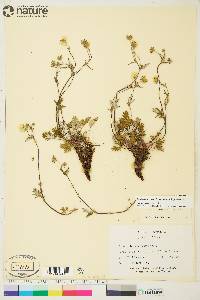 Potentilla arenosa subsp. arenosa image