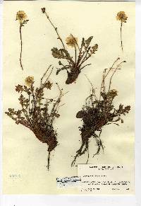 Geum rossii image