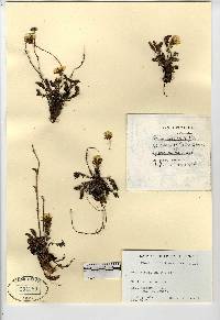 Geum rossii image