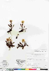 Geum rossii image