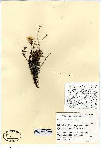 Geum rossii image