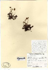 Geum rossii image