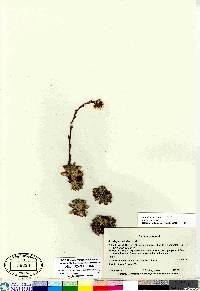 Saxifraga paniculata image