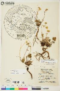 Potentilla arenosa image