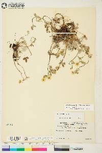 Potentilla arenosa subsp. arenosa image