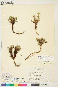 Potentilla arenosa subsp. arenosa image