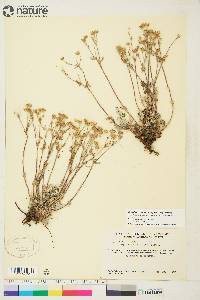 Potentilla arenosa image