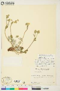 Potentilla arenosa subsp. arenosa image