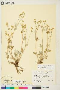 Potentilla arenosa image