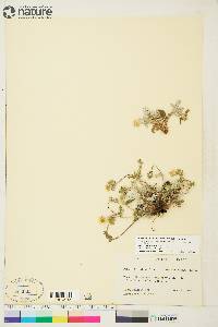 Potentilla arenosa subsp. arenosa image