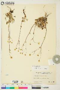 Potentilla arenosa image