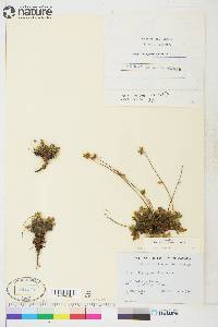 Potentilla hyparctica image