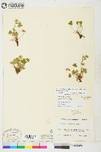 Potentilla hyparctica image