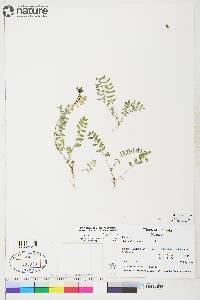 Astragalus alpinus image