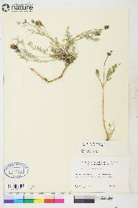 Astragalus laxmannii image