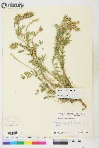 Astragalus laxmannii image