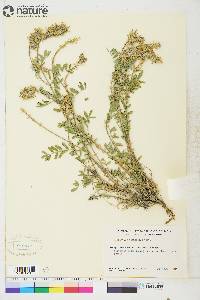 Astragalus laxmannii var. robustior image