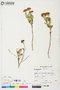 Spiraea stevenii image