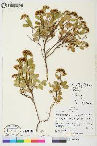 Spiraea stevenii image