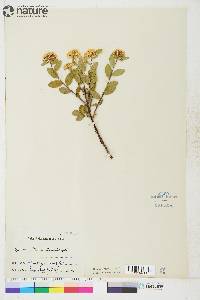 Spiraea stevenii image