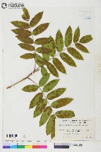 Sorbus scopulina image