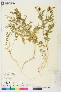 Astragalus alpinus image