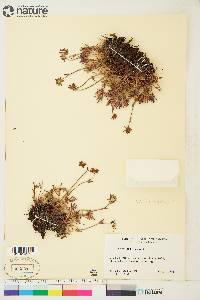 Potentilla biflora image