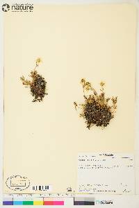 Potentilla biflora image