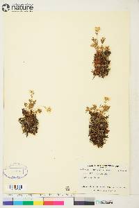 Potentilla biflora image