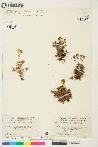 Potentilla biflora image