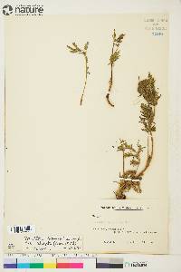 Potentilla pensylvanica image