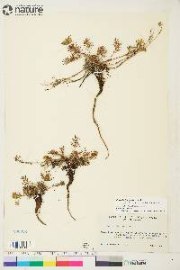 Potentilla bimundorum image