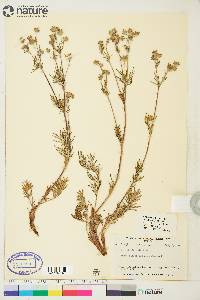 Potentilla bimundorum image