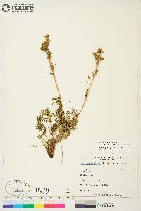 Potentilla bimundorum image