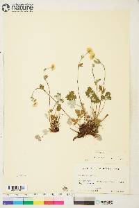 Potentilla nivea image