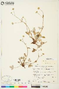 Potentilla nivea image