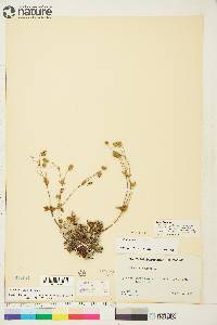 Potentilla nivea image