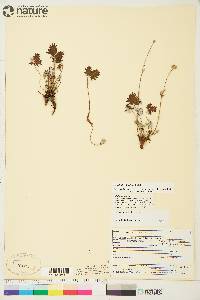 Potentilla nivea image