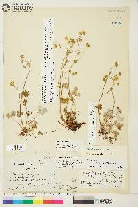 Potentilla nivea image