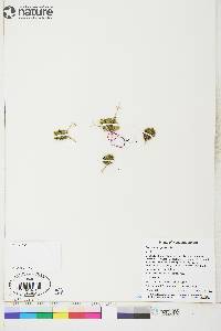 Draba pauciflora image