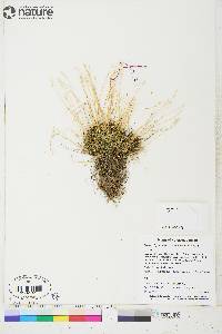 Festuca hyperborea image