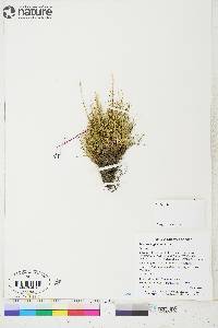 Festuca baffinensis image